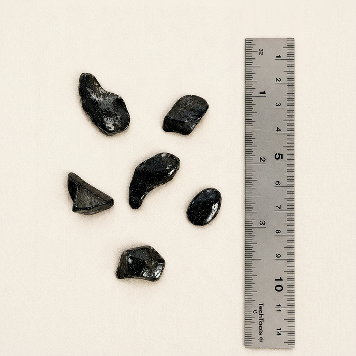 Gibeon Meteorite Fragments